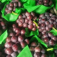 新鮮現(xiàn)摘超甜夏黑葡萄曲周縣城晚上管送貨